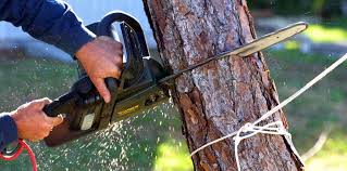Best Lawn Pest Prevention  in Hayden, AL